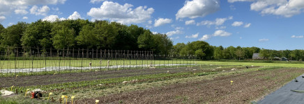 Sociale voedseltuinen Fryslan